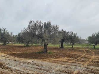 Vente TERRAIN GINO Hammamet Tunisie