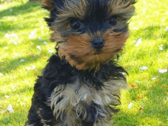 BÉBÉS YORKSHIRE