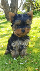 BÉBÉS YORKSHIRE