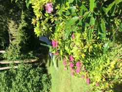 Coin repos au jardin