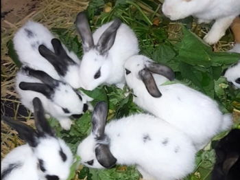 Lapin géant papillon français croisé rex tricolore Dakar Sénégal