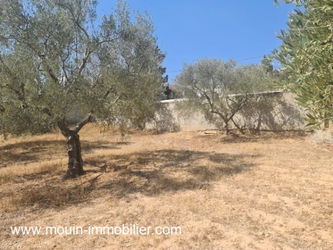 Vente TERRAIN NAYA Hammamet Nord Tunisie