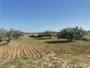 Annonce Vente latrach agricole mango immobilier Hammamet Tunisie