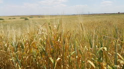 Culture de l'orge BIO sans pesticides
