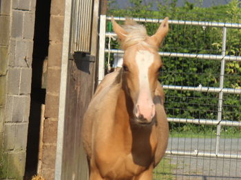 Annonce jolie pouliche palomino Chimay Belgique