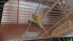 Dans la cage