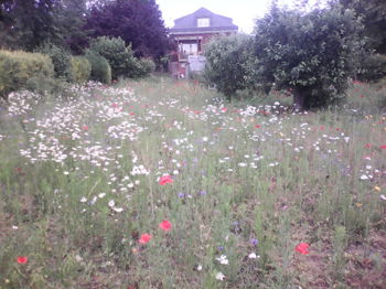 prairie fleurie