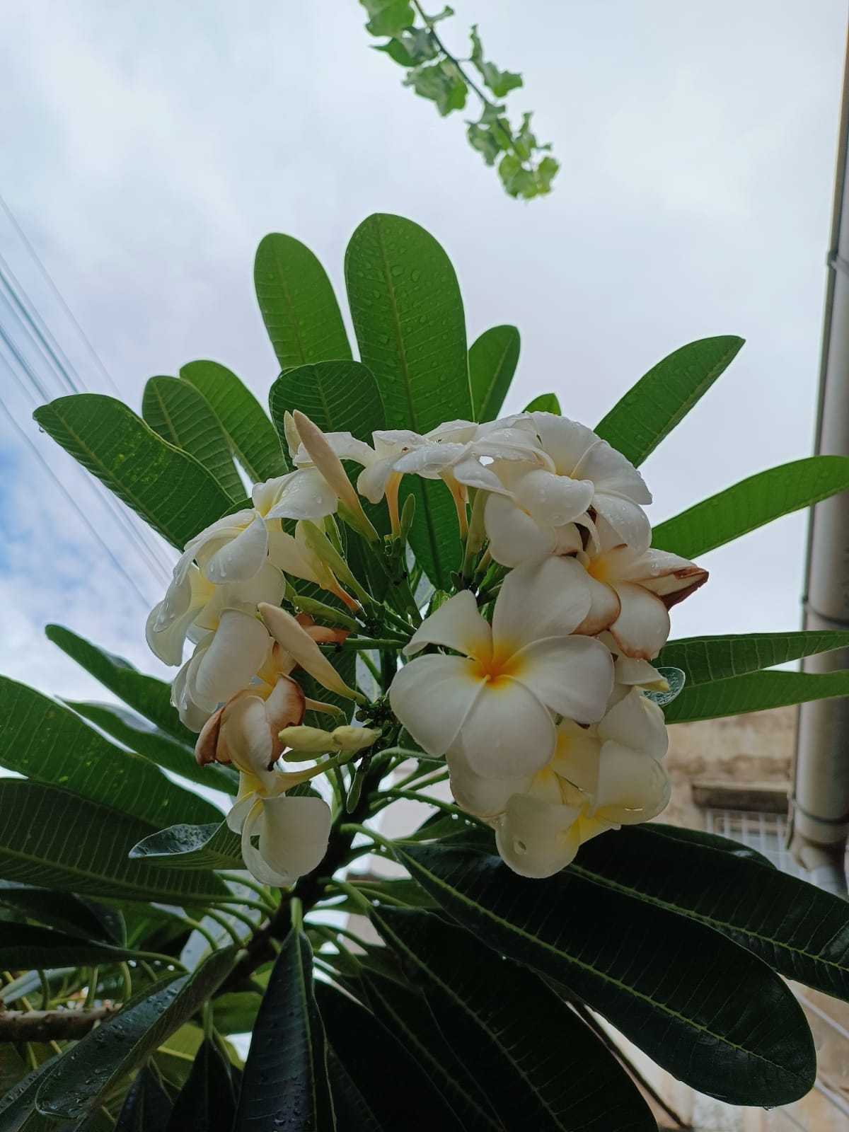 Frangipanier