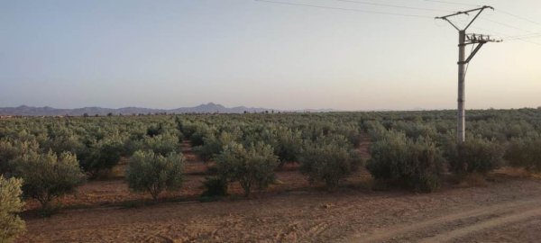 Vente Grande ferme titrée 70 km Marrakech Maroc