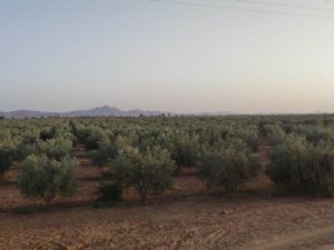 Vente Grande ferme titrée 70 km Marrakech Maroc