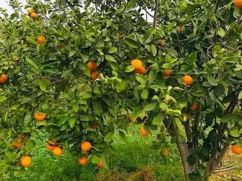 Vente FERME HAOUARIA Nabeul Tunisie