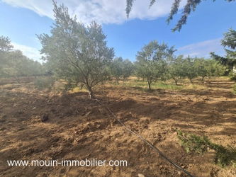 Vente FERME POMELO Bouficha Sousse Tunisie