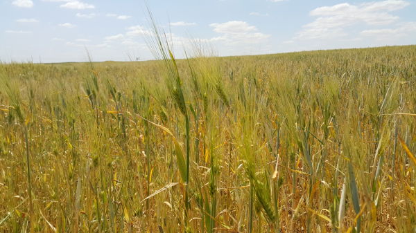 Culture de l'orge BIO sans pesticides