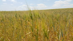 Culture de l'orge BIO sans pesticides