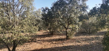 Vente Parcelle 54 m² chênes truffiers Castellon Plana Espagne