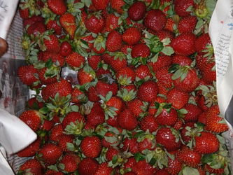 fraise