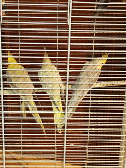 Calopsittes