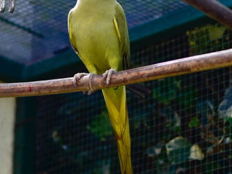 Perruche OLIVE