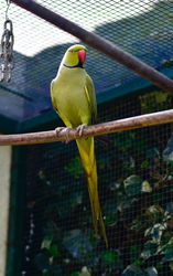Perruche OLIVE