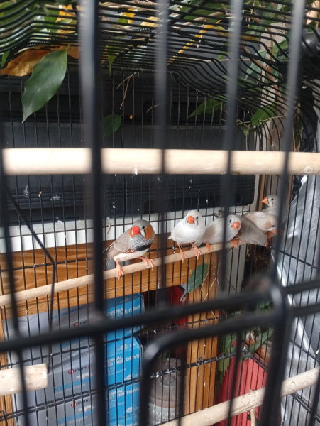 couple mandarins blancs