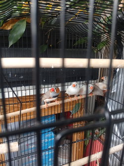couple mandarins blancs