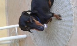 Digger