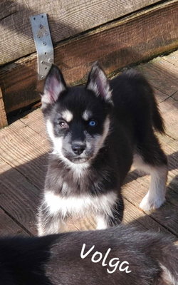 chiot