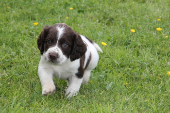 chiot 1