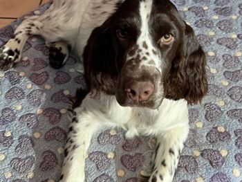 Chiot English Springer Spaniel Lure Haute Saône