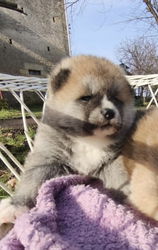 chiot