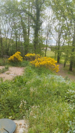 Jardin et foret