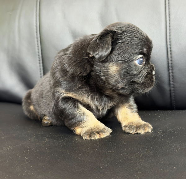 chiot bouledogue francais disponible