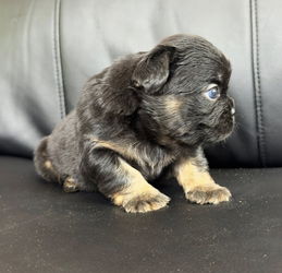 chiot bouledogue francais disponible