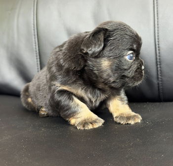 chiot bouledogue francais disponible