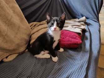 Chaton1-1