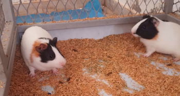 Annonce Cochon d&#039;inde mâle Dakar Sénégal
