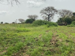 Terrain 1 hectare à Mbourokh