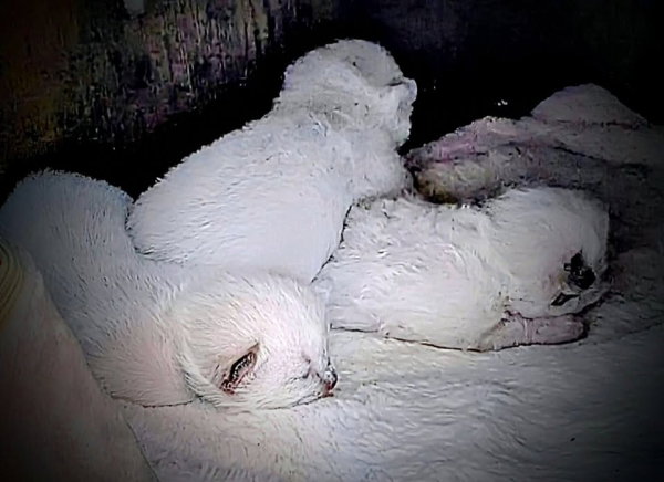 Les 3 chatons LOOF de Utah du domaine de Louvigny