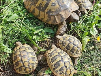 Annonce Tortues Hermann testudo hermanni Brest Finistère