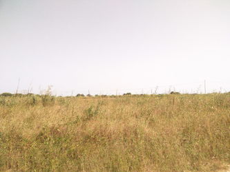 Vente MOINS 2 HECTARES SIDI BOUGOU Nianing Sénégal