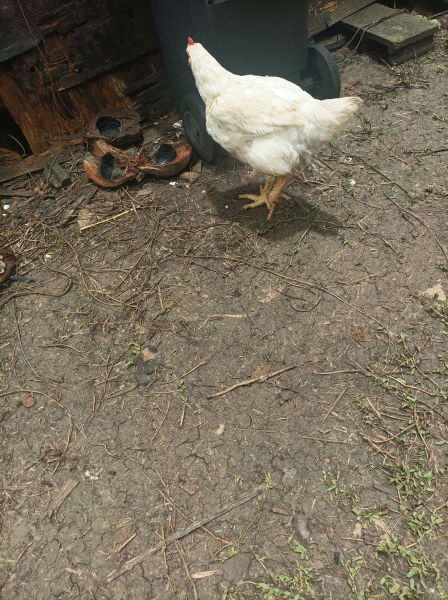 coq 2,38kg