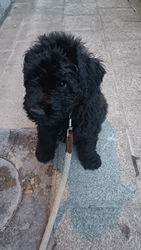 bb bouvier des Flandres