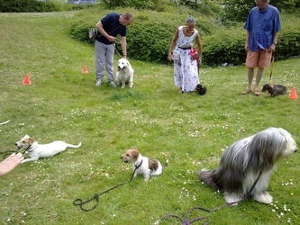 education canine chiots WOLUWE ST LAMBERT Bruxelles Belgique