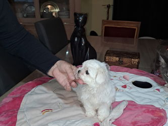 Petit male