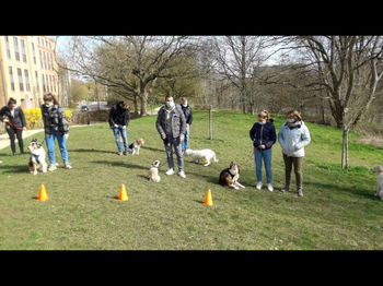 Éducation canine être 1 bon éducateur pour que mon chien obéisse 1er coup