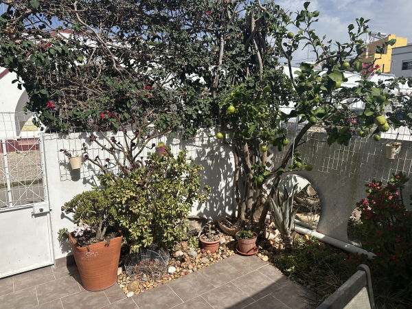 vegetation cour interirieure