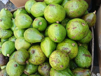 avocat