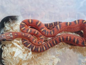Annonce pantherophis scaleless het hypo het anery male Pitgam Nord