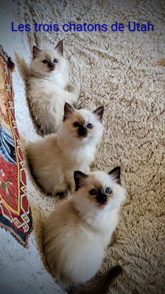 Les 3 chatons LOOF de Utah du domaine de Louvigny