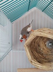 Diamants mandarin mâle